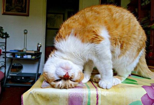 Довольный кот Довольный кот