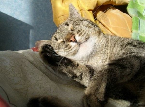 Кот умывается Кот умывается