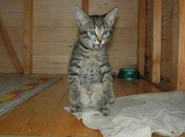 Испуганный котенок Испуганный котенок