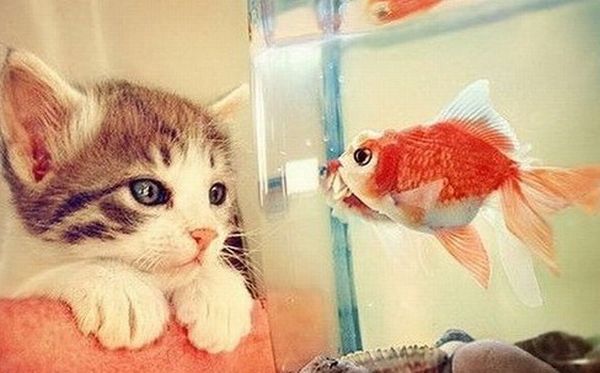 Котенок и рыбка Котенок и рыбка