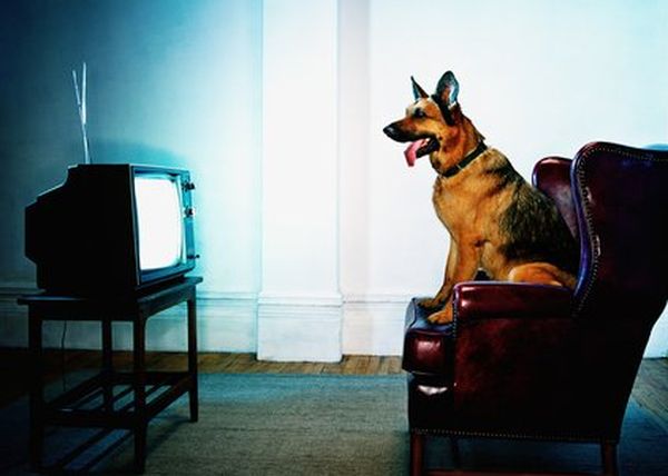 Собака перед телевизором