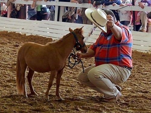 Маленькая лошадь Маленькая лошадь