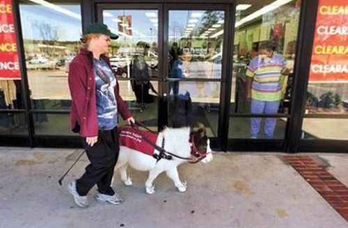 На прогулке с карликовой лошадью На прогулке с карликовой лошадью