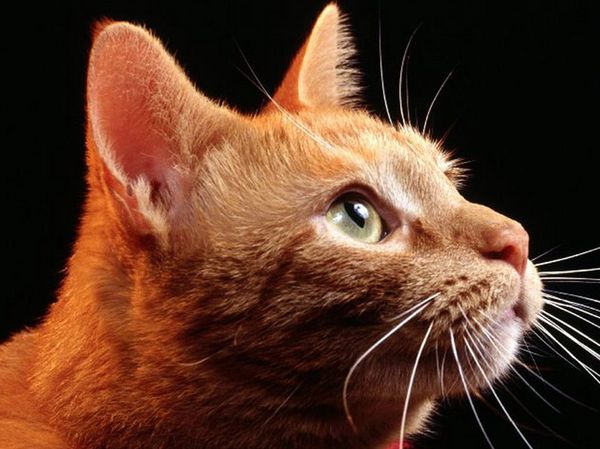 Профиль рыжего кота