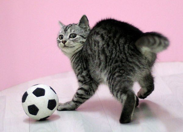 Кот-футболист