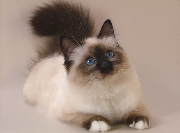 Кошечка