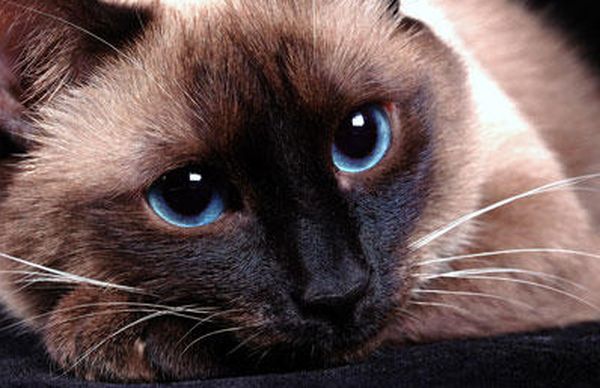 Кошачий взгляд Кошачий взгляд