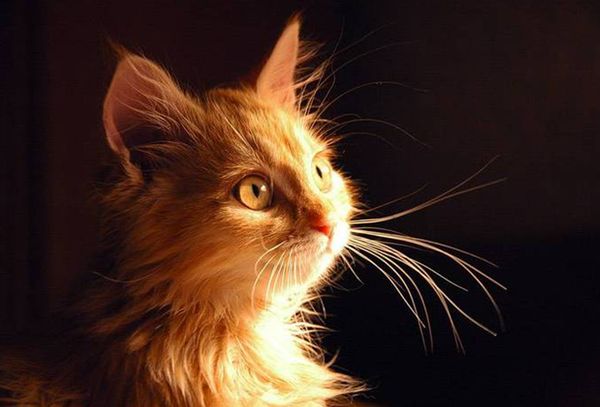 Рыжий кот
