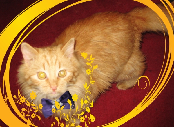 Всемирный День кошек Всемирный День кошек