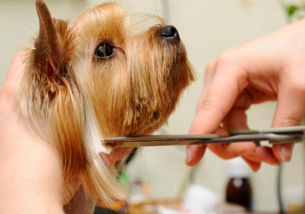 Требуется грумер в зоосалон Требуется грумер в зоосалон