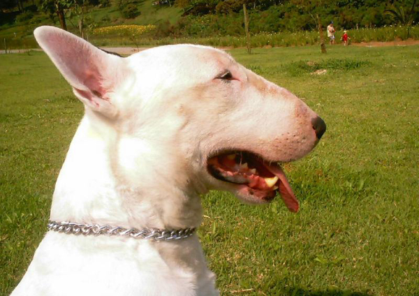 Бультерьер Бультерьер