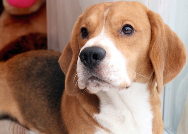 Бигль Бигль