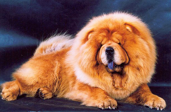 Чау-чау Чау-чау