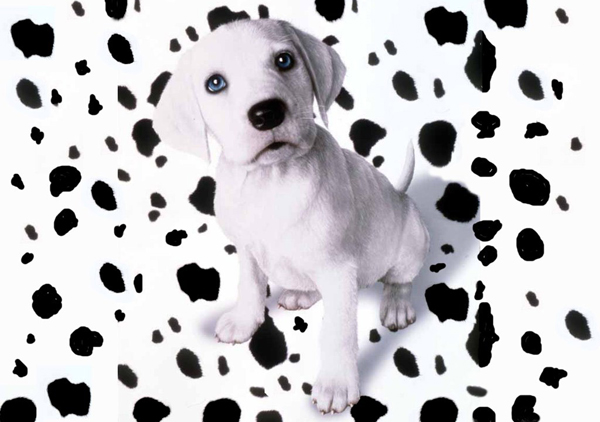 Долматинец Долматинец