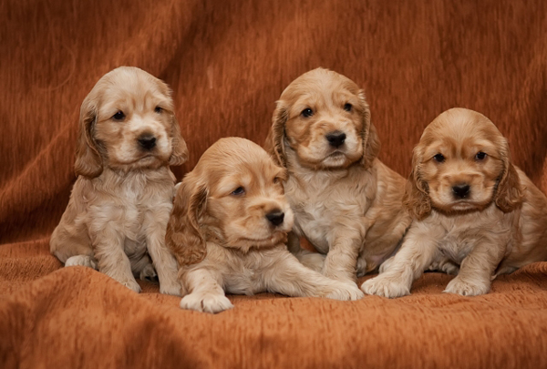 Кокер-спаниель Кокер-спаниель