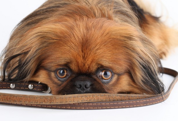 Пекинес Пекинес