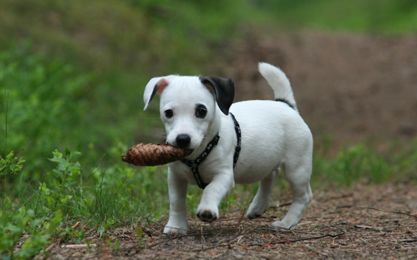 Джек-рассел-терьер Джек-рассел-терьер