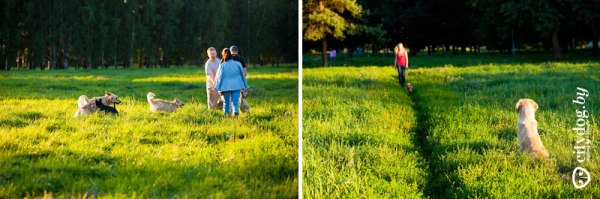 Собаки на прогулке в городском парке Собаки на прогулке в городском парке