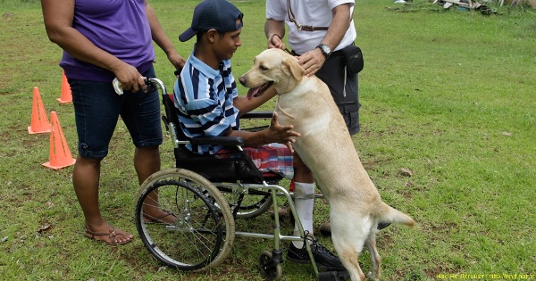 инвалид на коляске и лабрадор