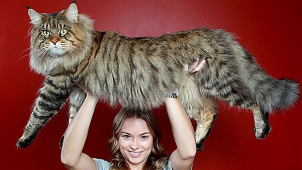 Самый крупный кот в мире