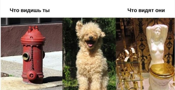 Собака