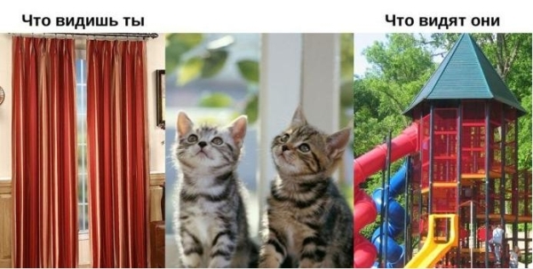Котята на каруселях