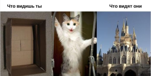 Кот и коробка