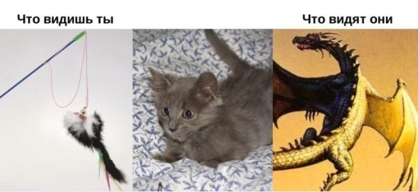 Дракон
