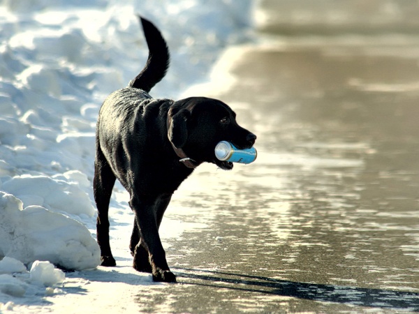 Пиво для собак из говяжьего экстракта и солода Пиво для собак из говяжьего экстракта и солода