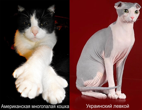 Американская многопалая кошка и украинский лавкой
