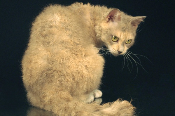 Рекс или ла-перм