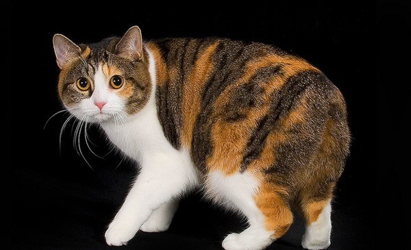 Манкс или мэнкс