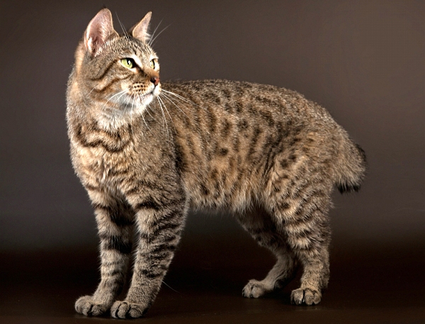 Бобтейл или пикси-боб