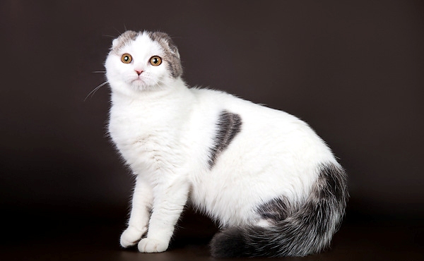 Шотландская вислоухая кошка