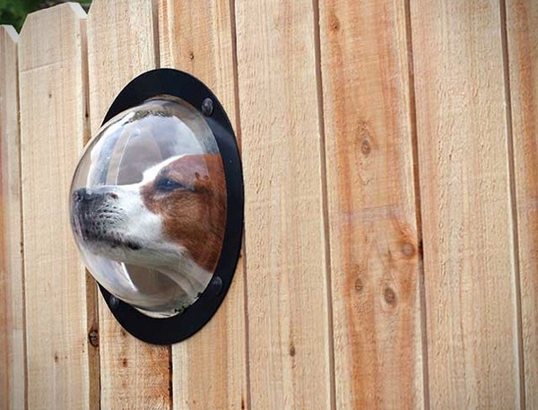 Pet Peek &ndash; окно для собачьего взгляда на мир
