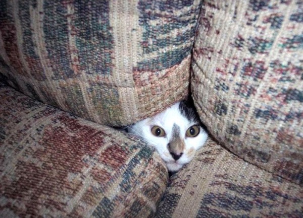Коты-шпионы