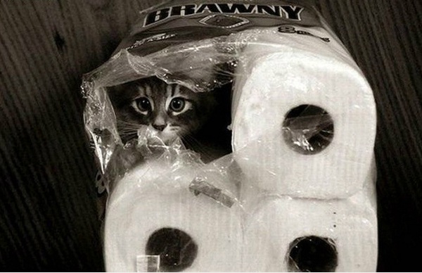 Коты-шпионы