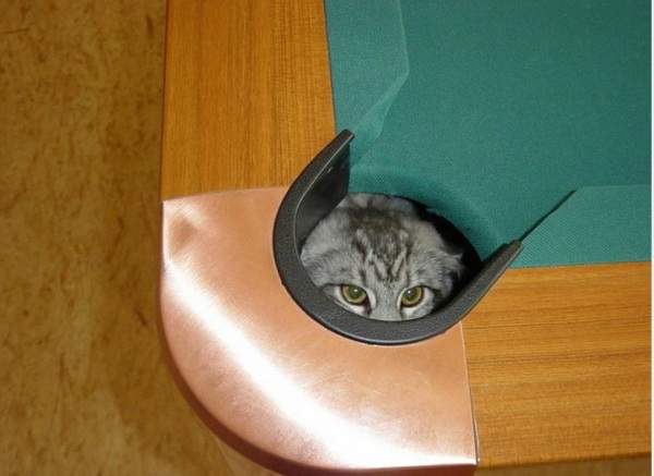 Кот в лузе