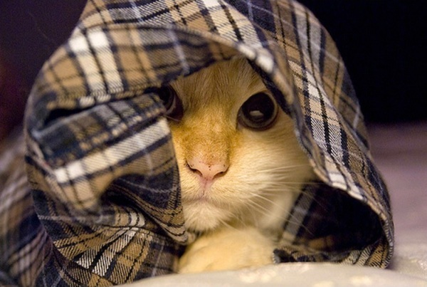 Смешные коты