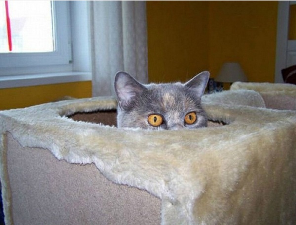 Веселые коты