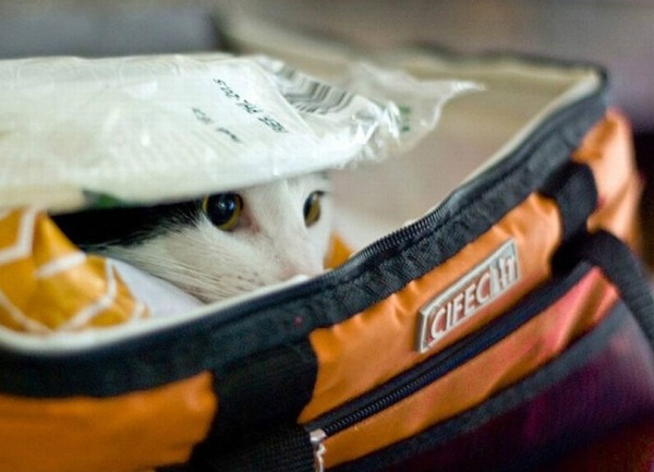 Веселые коты