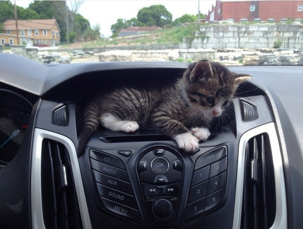 Прикольные коты