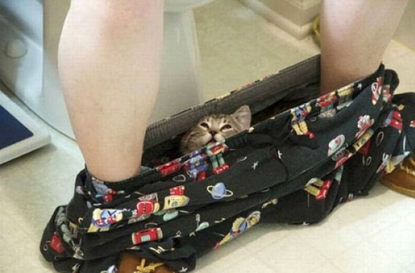 Смешные коты