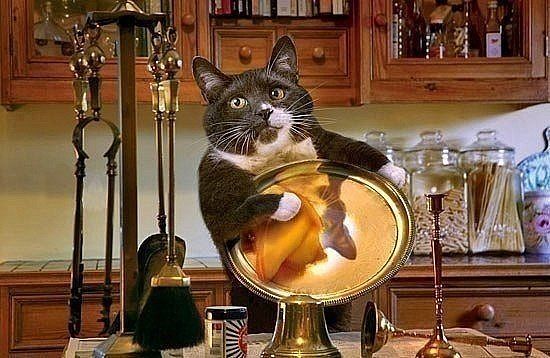 Кот моет посуду