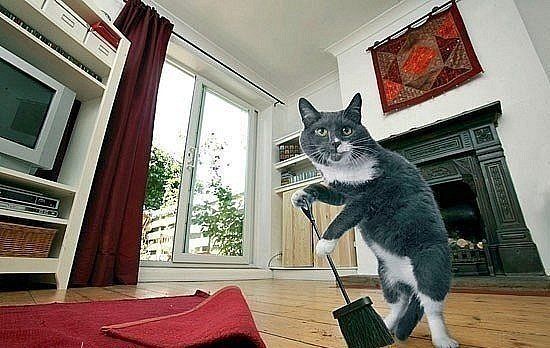 Кот подметает пол