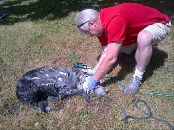 Собака-проказник-2