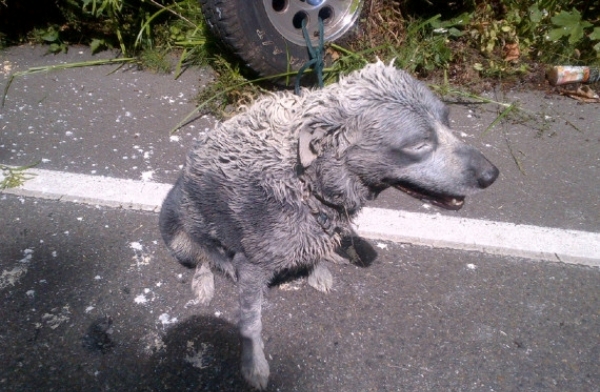 Собака-проказник-5