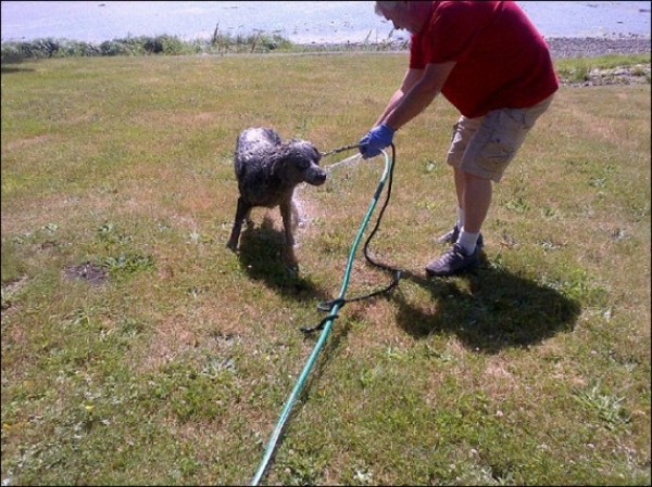 Собака-проказник-6