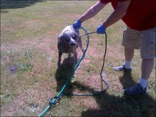 Собака-проказник-7