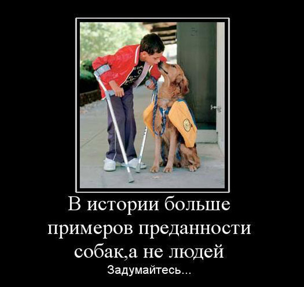 Собака-поводырь, которая вернулась, чтобы спасти своего хозяина во время теракта 9/11